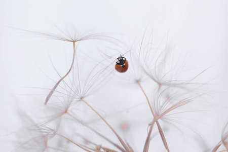 Ladybird on fluffy Dandelion on light backgroundの写真素材