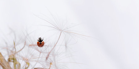Ladybug on fluffy Dandelion on white backgroundの写真素材