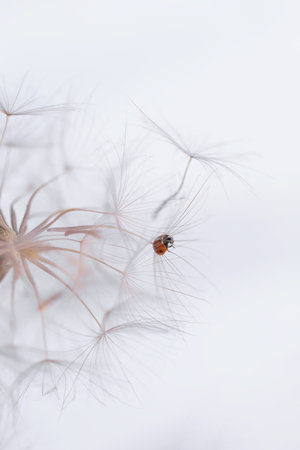 Ladybird on fluffy Dandelion on light backgroundの写真素材