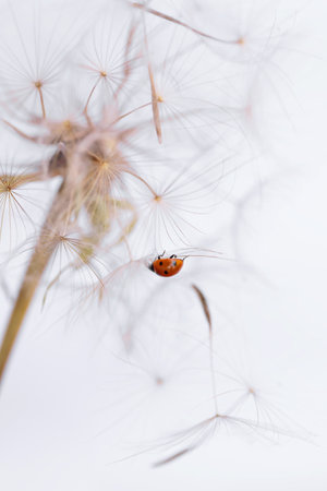 Ladybird on fluffy Dandelion on light backgroundの写真素材