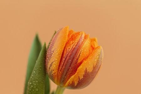 Greeting card or web design with tulip flowers with macro detail.
