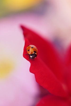 Natures Beauty: Ladybug on red Roseの写真素材
