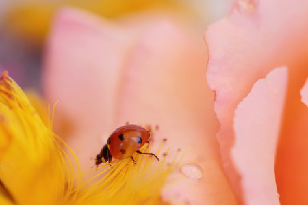 Ladybird on Pink Blossomの写真素材