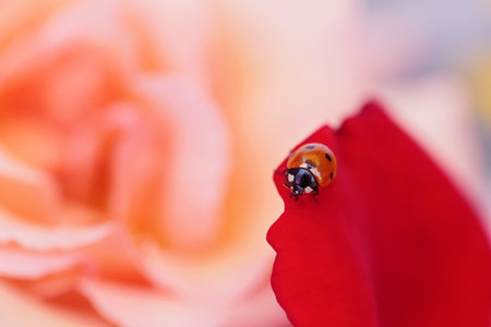 Closeup Ladybug on Flowerの写真素材