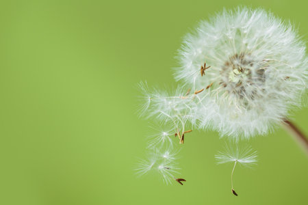 Dandelion Bouquet with Floating Seedsの写真素材