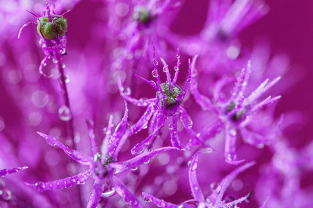 Elegant Allium Flower in Dewの写真素材