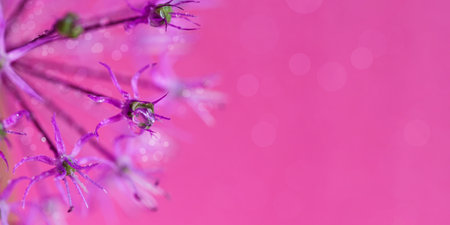 Allium with Water Droplets in Spring