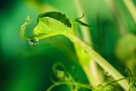 Water droplet on pea sprout with nature reflectionの写真素材