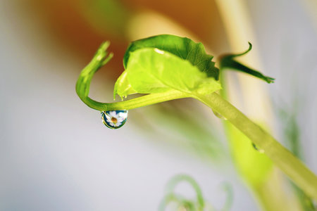 Pea sprout with dew droplet reflecting chamomile flowerの写真素材