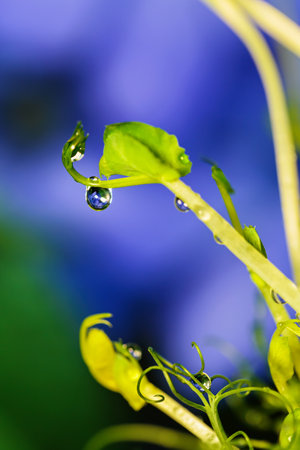 Water droplet on pea microgreens with blue backgroundの写真素材