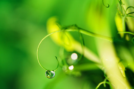 Water droplet on pea microgreens leafの写真素材