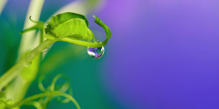 Pea microgreens with water droplet against turquoise backgroundの写真素材