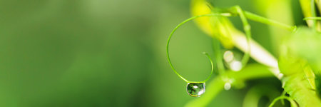 Dew on pea tendril with reflectionsの写真素材