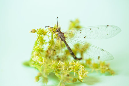 Dragonfly on Green Flower with Light Green Backgroundの写真素材