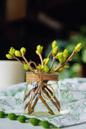 Spring branches with green buds in glass jar on tableの写真素材