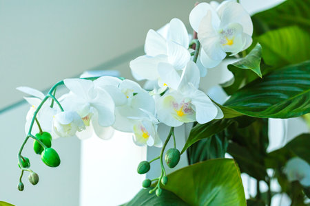 White orchid blossoms with green leavesの写真素材