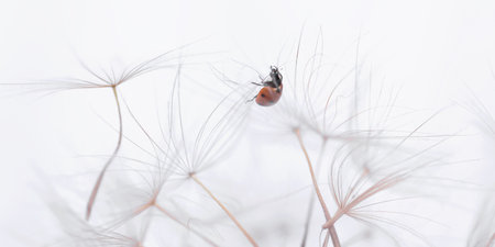 Ladybug on fluffy Dandelion on white backgroundの写真素材