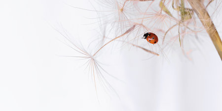 Ladybug on fluffy Dandelion on white backgroundの写真素材