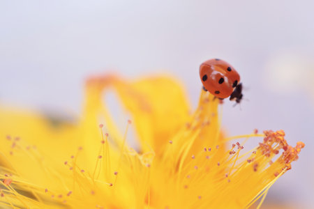 Ladybug perched on yellow flowerの写真素材
