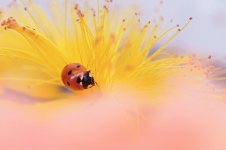 Ladybug perched on yellow flowerの写真素材