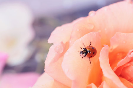 Ladybug and Rose Blossomの写真素材