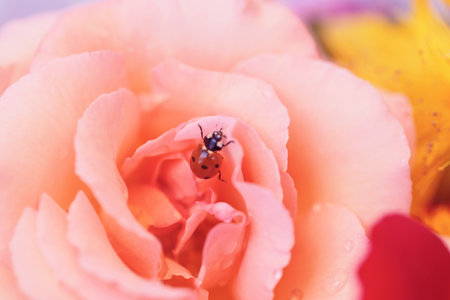 Ladybird and Pink Petalの写真素材