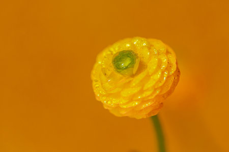 Yellow buttercup flower with dewdrops on petalsの写真素材
