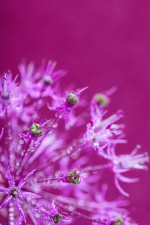Fresh Allium Blossom on Pinkの写真素材