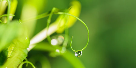 Water droplet on green microgreens leafの写真素材