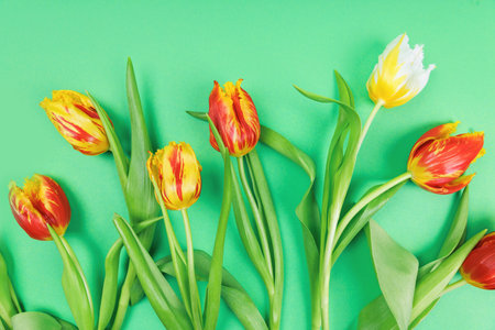 Colorful Tulip Arrangement on Green Surfaceの写真素材