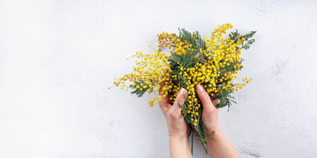Mimosa bouquet in hands, a symbol of spring and celebrationの写真素材