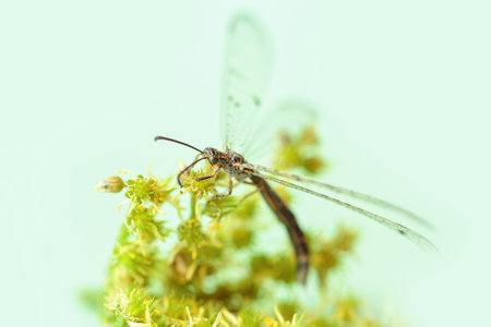 Dragonfly Perched on a Vibrant Yellow-Green Flower in Natural Lightの写真素材