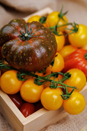 Organic tomatoes with water drops closeupの写真素材