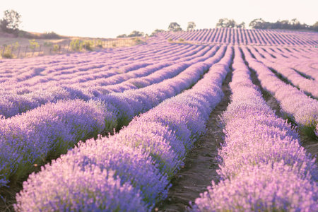 Beautiful purple Lavender field landscape on sunny day