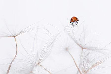 Ladybird on fluffy Dandelion on light backgroundの写真素材