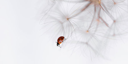 Ladybug on fluffy Dandelion on white background