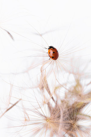 Ladybird on fluffy Dandelion on light backgroundの写真素材