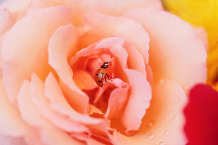 Ladybug Macro on Rose