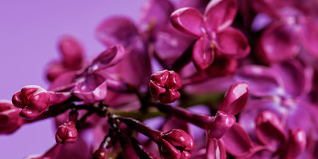 Close-Up of Lilac Flower Buds in Bloom