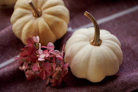 Mini pumpkins and dried hydrangea â autumn greeting card backgroundの写真素材