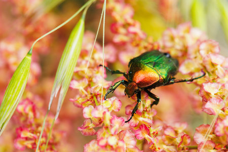 Scarab beetle macro on wild flowering plant with green bladesの写真素材