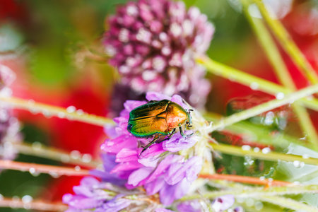 Bright jewel tone beetle resting on wild purple blossom among blurred summer flora