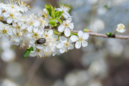 Beetle on White Spring Blossomsの写真素材