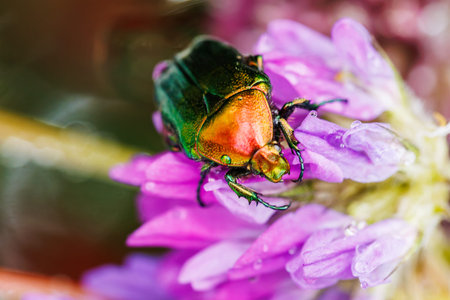 Close-up of metallic jewel beetle on pink flower with dew..