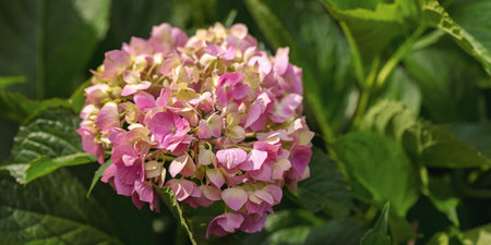 Pink Hydrangea Bloom in Garden with Lush Green Leaves