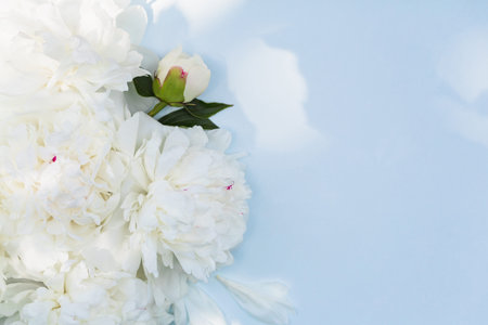 White Peony Flowers on Blue Background with Soft Shadowsの写真素材