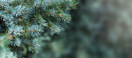 Evergreen Spruce Branch Natural Green Background