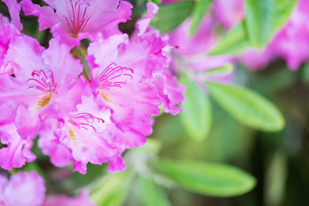 Spring Pink Floral Background with Selective Focusの写真素材