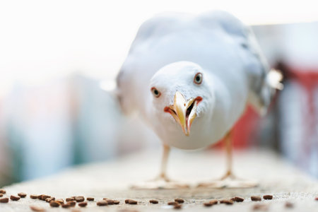 Urban Gull Reaction Portrait with Food Foreground