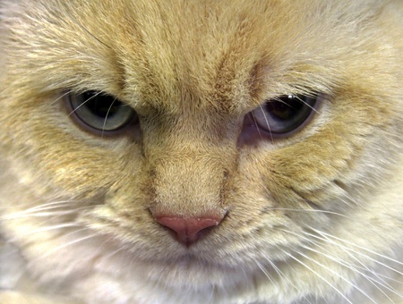 face of wrathful cat